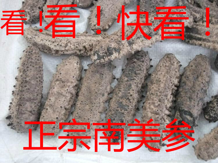 南美刺参美国进口野生海参纯淡干土耳其足北极参冰岛雪参干货包邮