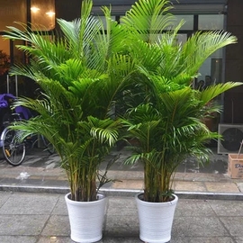 大型植物客厅室内盆栽，绿植花卉盆景植物凤尾竹散尾葵江浙沪