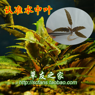 阴性水草水中叶迷你泰国青椒绿温蒂咖啡椒黄底虎纹椒草前景中景草