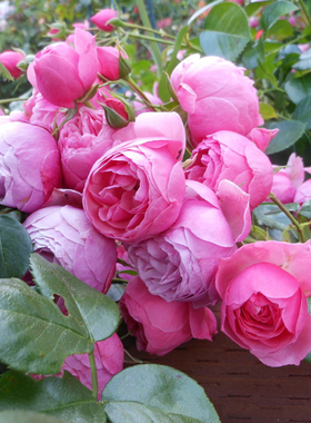 园丁日记 艾拉绒球(小藤本) 粉红色月季花苗多头四季开花拱门花架