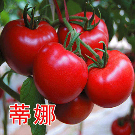 高产大果番茄种子西红柿苗