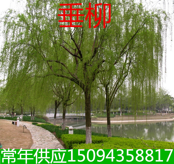 庭院工程绿化苗垂柳苗垂柳小苗竹柳金丝柳树苗垂柳树苗垂柳枝条在类目 鲜花速递/花卉仿真/绿植园艺, 花园植物/行道树/果树, 行道树/乔木中 - 来自Buy2taobao.com提供专业的淘宝代购服务