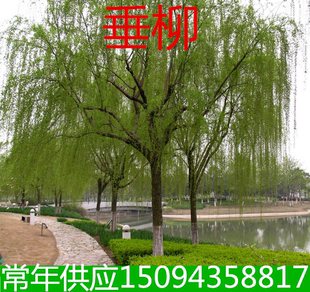 庭院工程绿化苗垂柳苗垂柳小苗竹柳金丝柳树苗垂柳树苗垂柳枝条