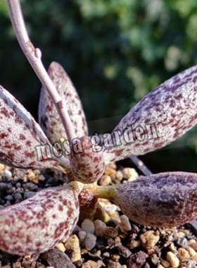 红斑玛丽安水泡 血斑玛丽安水泡 叶片 叶插苗 梅萨 进口 水泡