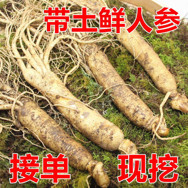 长白山人参带土鲜人参带泥现挖鲜参新鲜人参原皮参泡酒炖鸡鸭50克