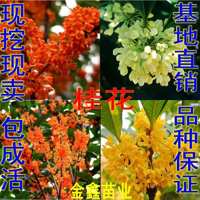 绿植盆栽庭院桂花树苗