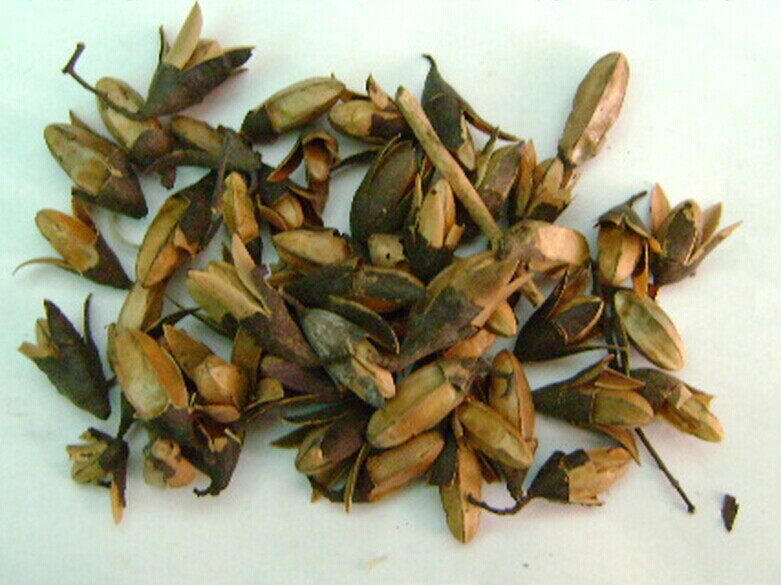 中药材香椿果 椿树子 椿芽树花 春尖花 香椿铃 香椿子