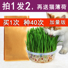 猫草种植套装猫咪去毛球洁齿天然猫草种子猫，零食猫用品食品猫薄荷