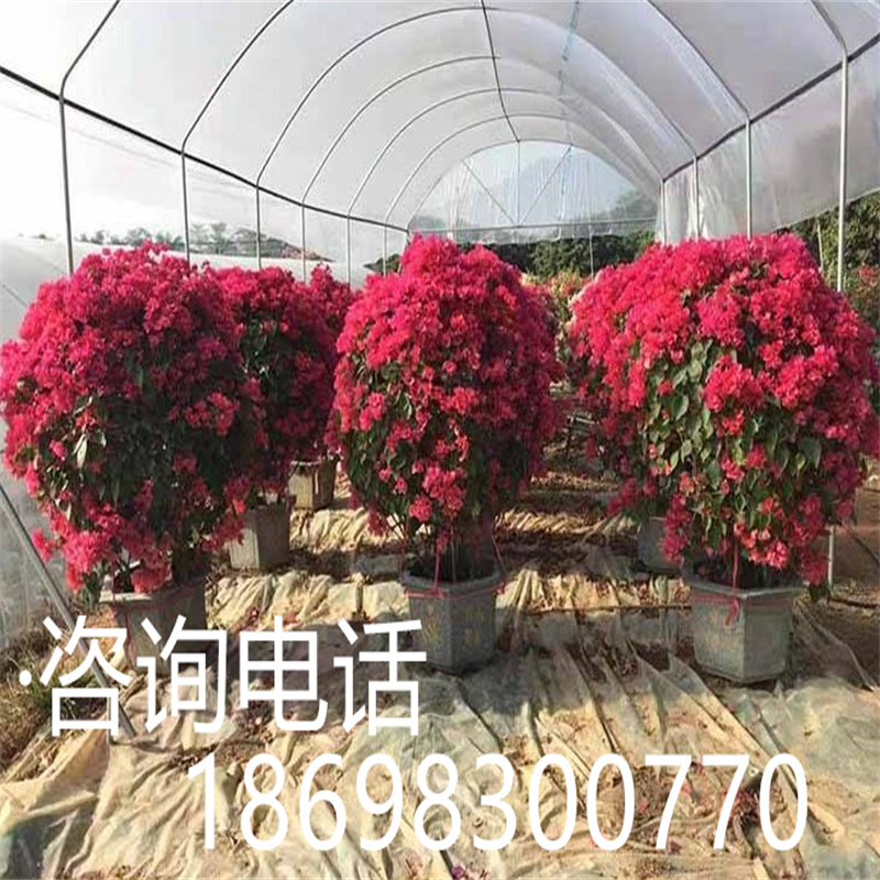 水红三角梅球 景观三角梅造型 景观绿化苗木 R四季开花工程绿化