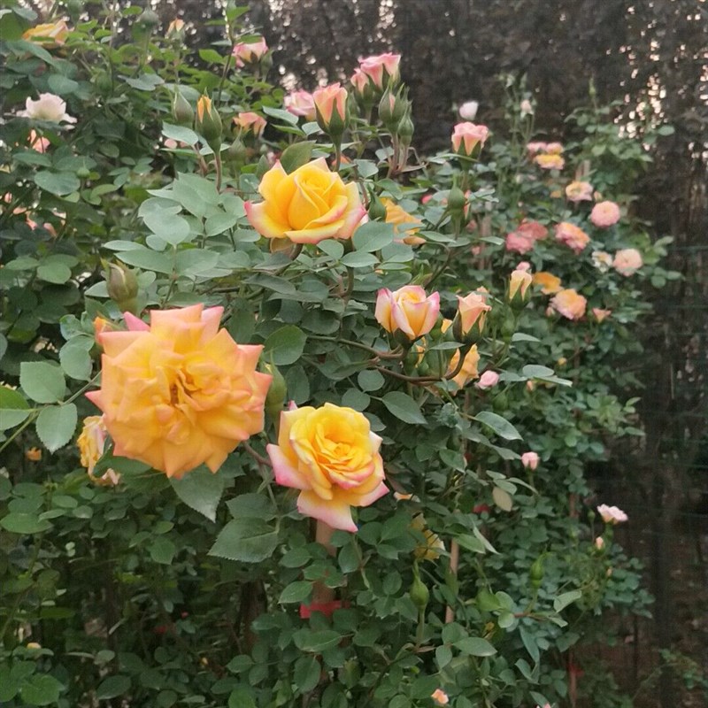 浓香爬藤月季带花苞大苗四季开花龙沙宝石庭院爬墙植物藤本蔷薇花