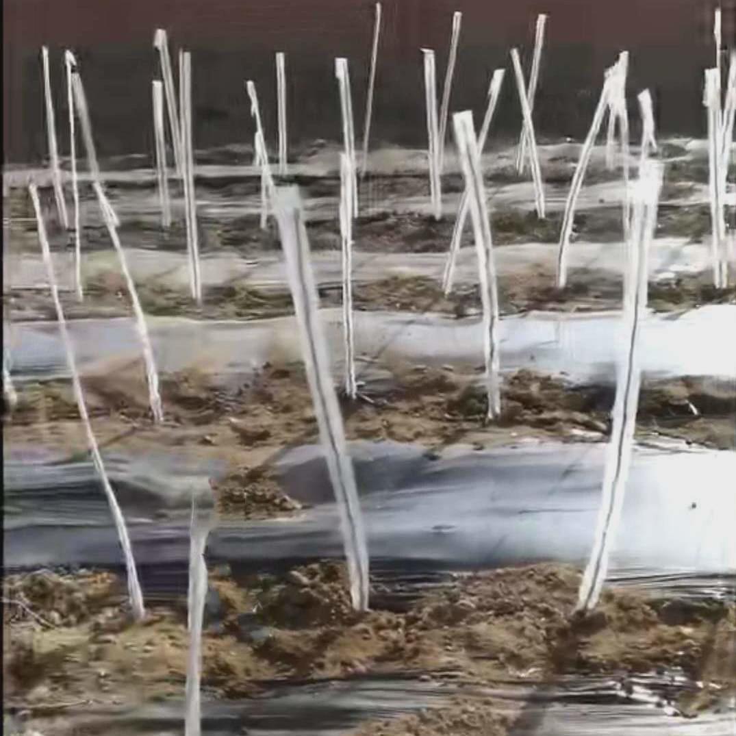 花木树木果树防冻膜保温膜v暖罩果木树苗防寒嫁接直筒塑料套套袋
