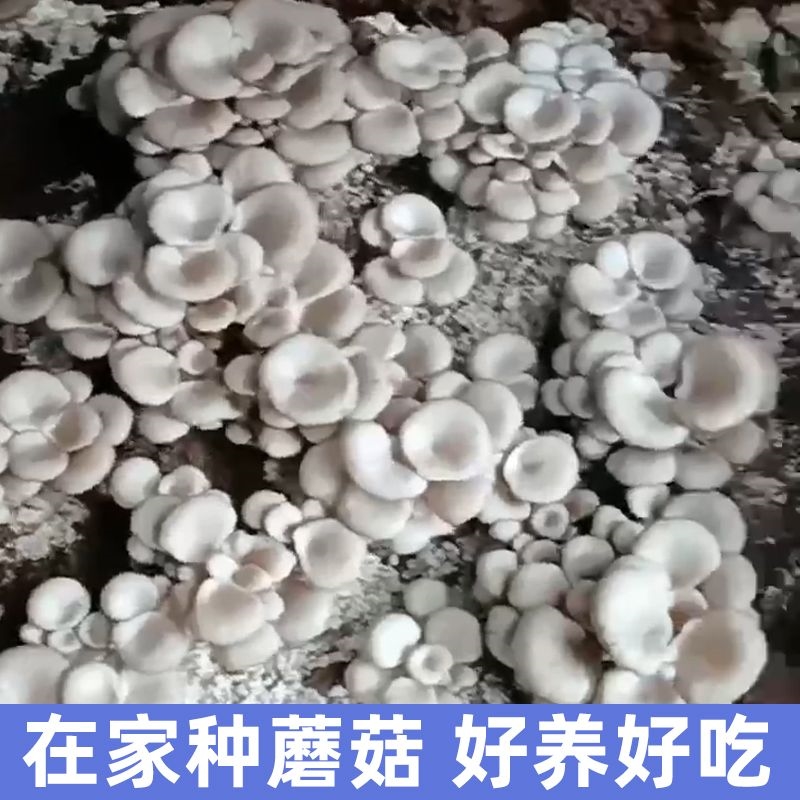 极速玉米芯棒种植蘑菇菌种栽培家庭养殖食用平菇猴头接种三级基地