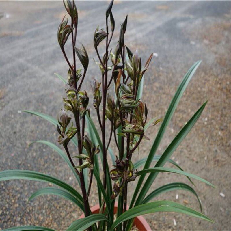 带花苞 桂林牡丹  寒兰奇花 浓香多瓣 大花高出架