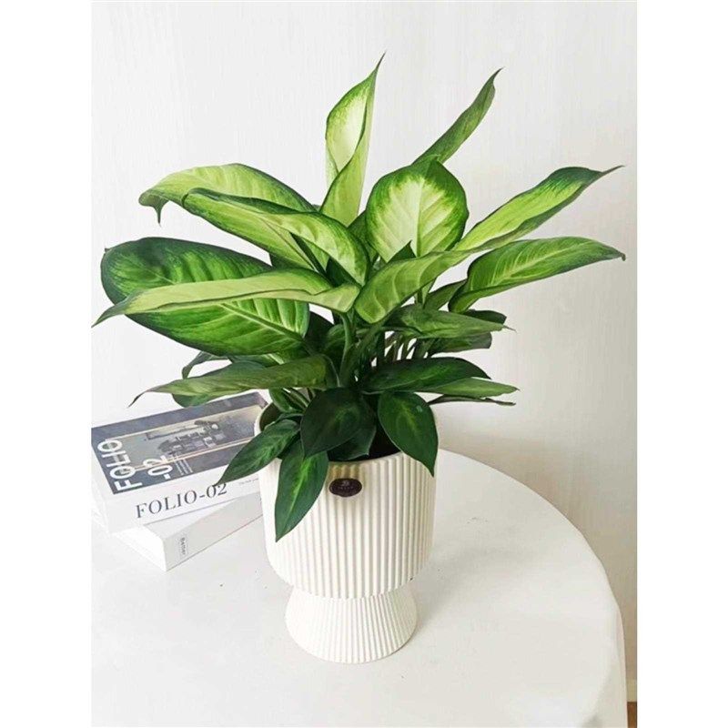 粉黛万年青盆栽客厅净化空气绿植办公室四季常青植物玻璃水培花卉,鲜花速递/花卉仿真/绿植园艺,造型盆景,淘宝优惠券,粉丝福利购,淘宝优惠卷