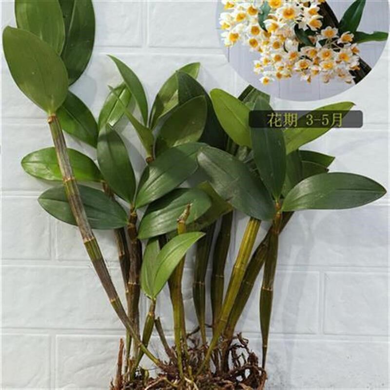 速发球花石斛苗黄花石斛长绿石斛花卉绿植盆栽盆景吊兰花洋兰球形