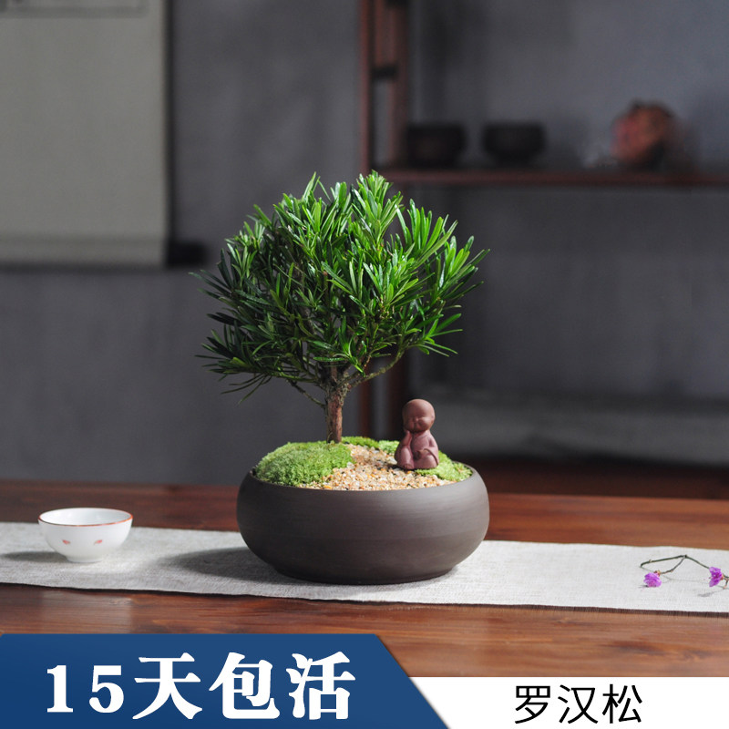 罗汉松盆栽小苗老桩小叶庭院室内绿植树苗室内盆景雀舌造型常青