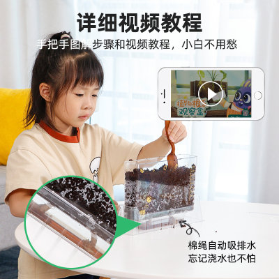 顽学植物根系种植生态观察盒幼儿园儿童科学小O实验手工DIY材料包