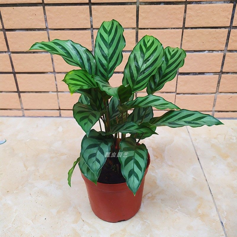 彩叶芋竹芋泰国美人白色恋人花叶五彩芋粉色和声网红植物盆栽水培