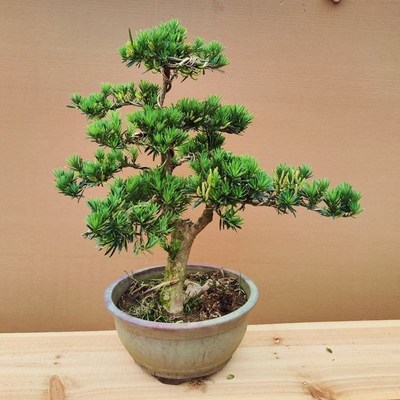 迎客松盆景真树松柏盆景四季青植物罗汉松盆景真树地柏盆景好养活