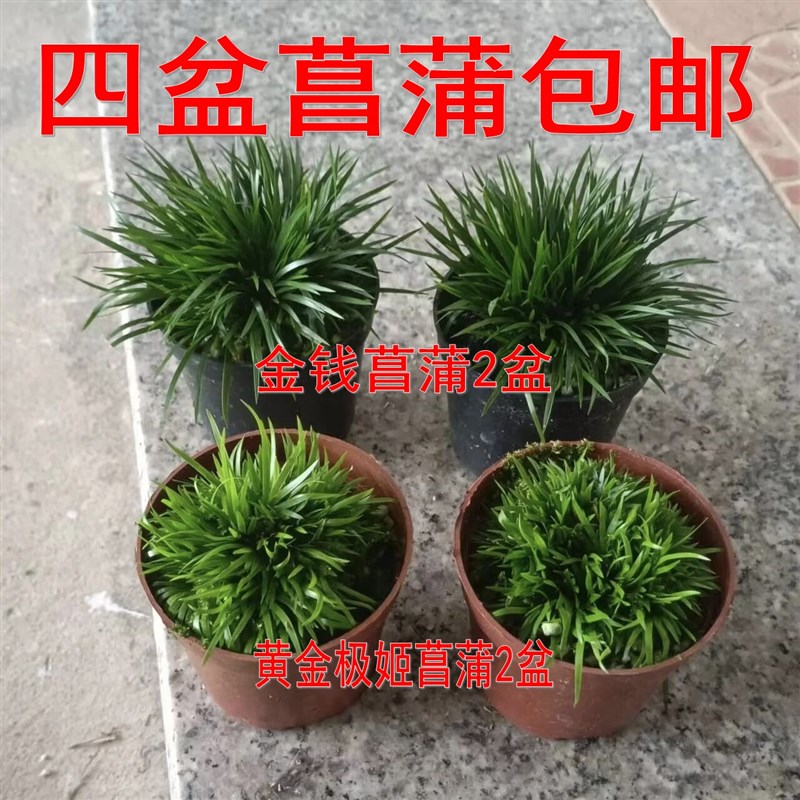 【4盆菖蒲包邮】金钱盆景2盆和黄金极姬蒲草2盆假山草吸水石绿植