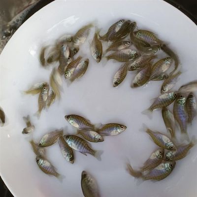 冷水凶猛原生观赏太阳鱼不加温小型鱼苗广温淡水肉食性皮实好养
