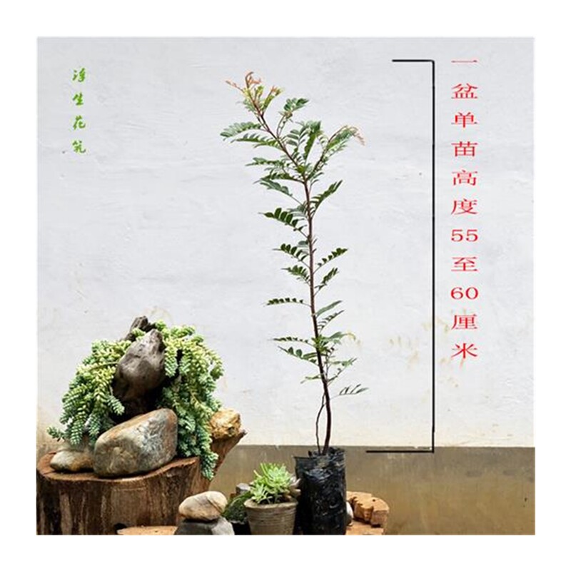 云南正宗红芽清香木老桩驱蚊草绿植花卉好养盆栽室内外驱蚊吸甲醛