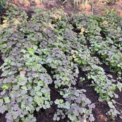 推荐正宗草木灰农家纯草木灰正宗柴火土灰肥料种菜养花肥杀虫底肥