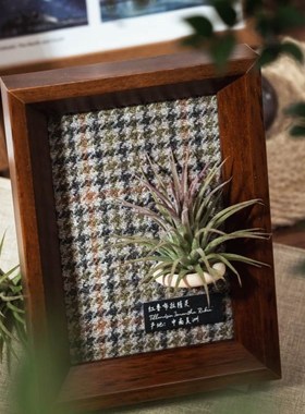 生野造物牵挂梨空气凤梨相框装饰办公桌面绿植摆件软装挂画礼物