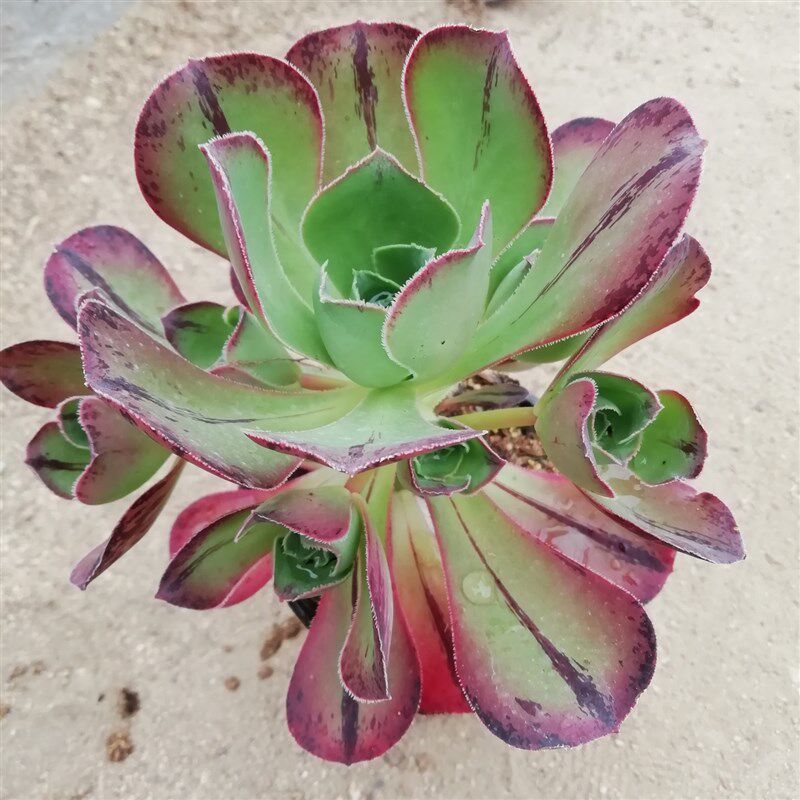 保真速发法师三仙红富士老桩手捧花多肉巨型植物法师花.盆直播缀