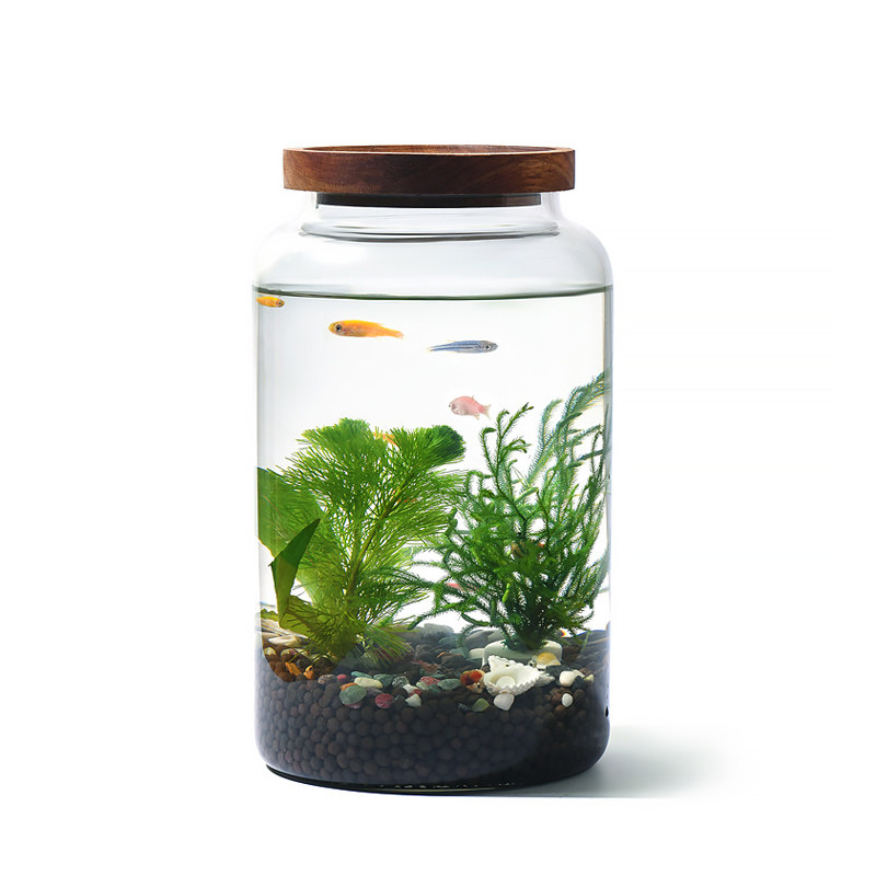 生态瓶水草小鱼缸玻璃办公桌面微景观生日情侣礼物DIY作业免换水