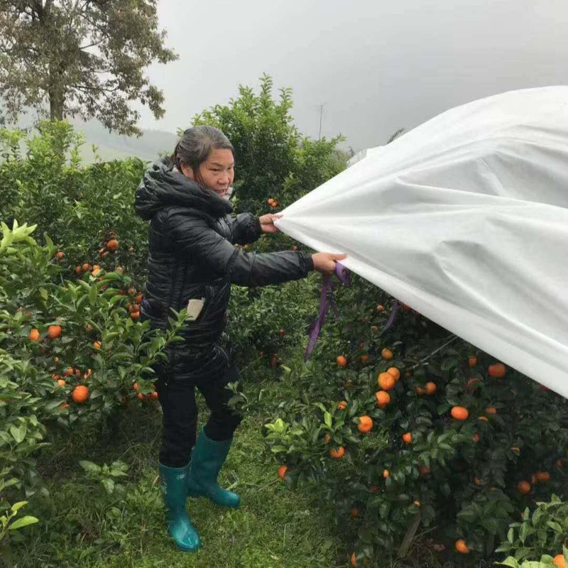 防寒布保温膜果园果树柑橘防霜冻防雨水透气抗老化大棚膜薄膜直销