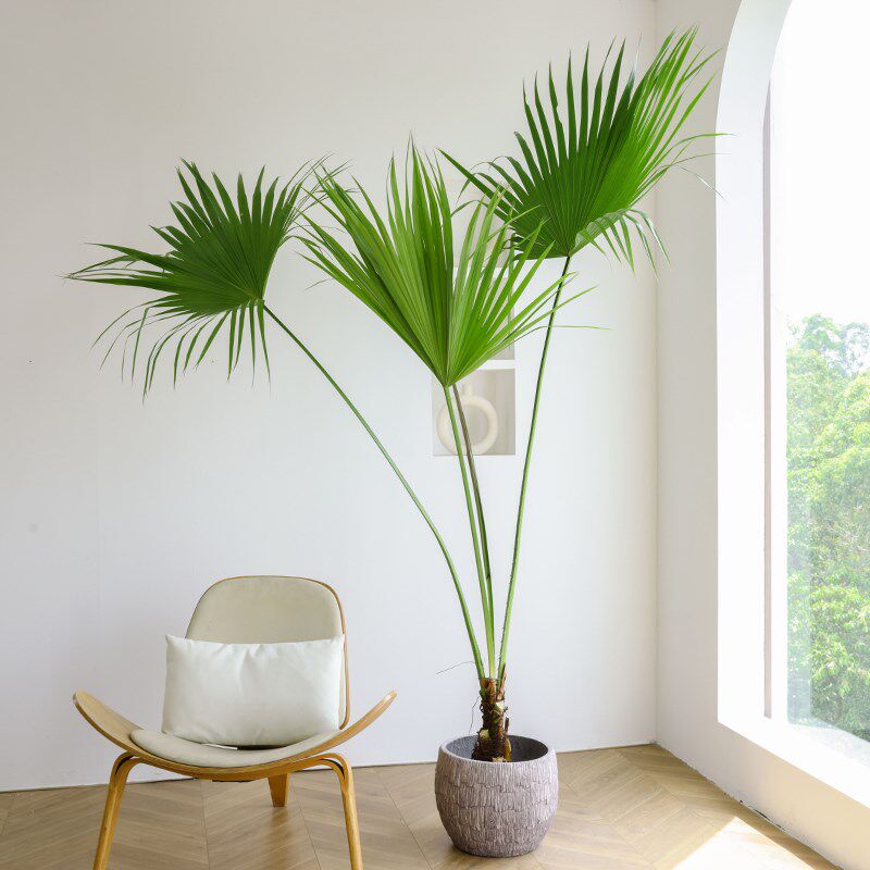 蒲葵绿植大型室内客厅网红植物盆栽旺宅真花好养树苗大叶蒲棕榈竹