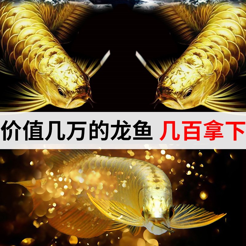 速发活鱼龙鱼观赏鱼蓝底活体苗幼小红龙幼苗印尼辣椒红龙鱼