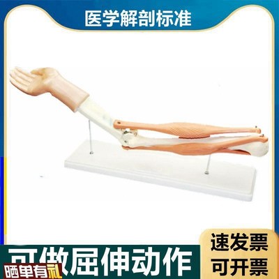 现货人体肘关节活动模型肱二和肱三头肌骨骼肌运动伸曲生物课配套