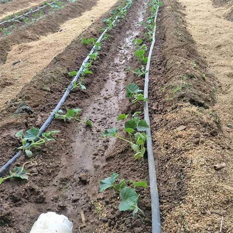 推荐滴灌带草莓大棚蔬菜16mm滴水贴片式滴灌管膜下滴灌农用滴