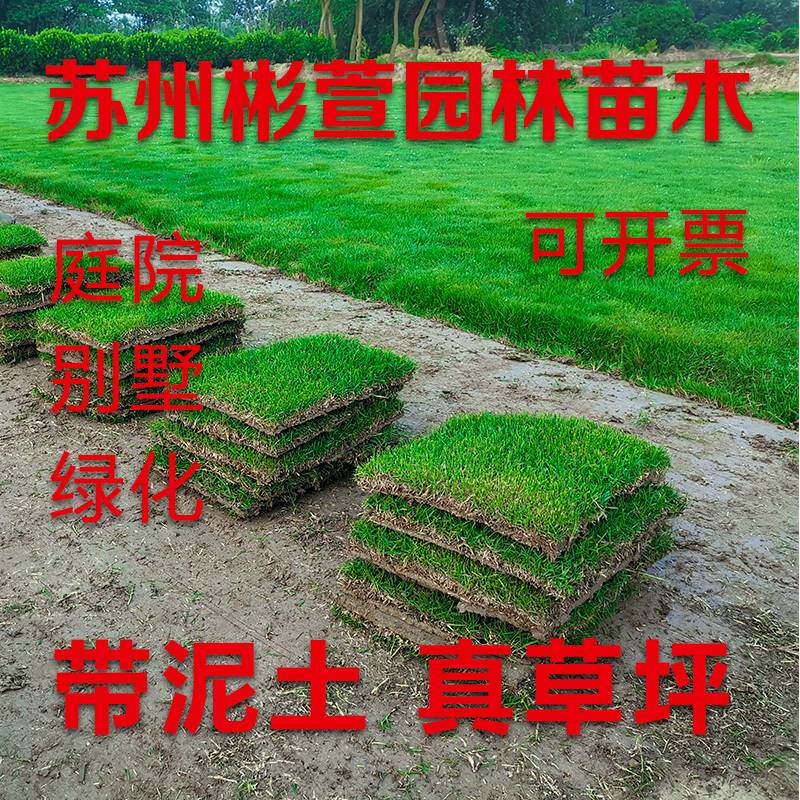 真草皮草坪带泥土地毯草台湾草别墅庭院花园带土绿化马尼拉草坪