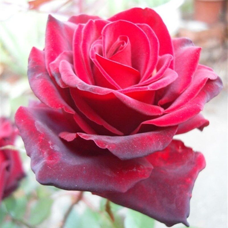 黑魔术月季花苗盆栽暗红色花瓣丝绒感强玫瑰阳台庭院四季花卉植物