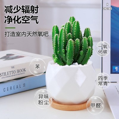 精品仙人球盆栽办公室内绿植桌面防辐射植物绯花玉仙人掌品种大全