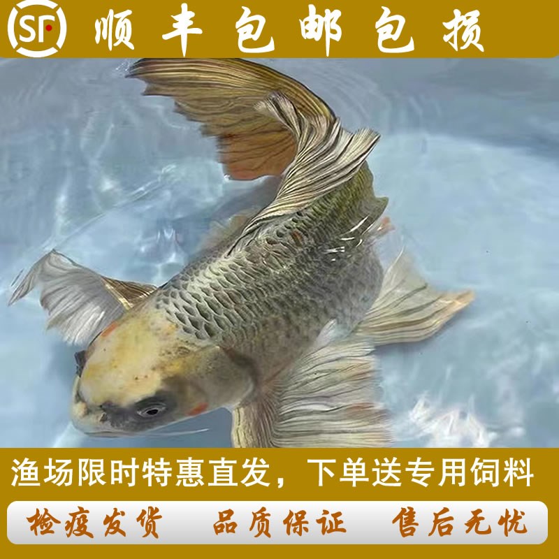 速发台湾球体蝴蝶鲤重金属熊猫古铜金活体短身冷水锦鲤金鱼观赏鱼