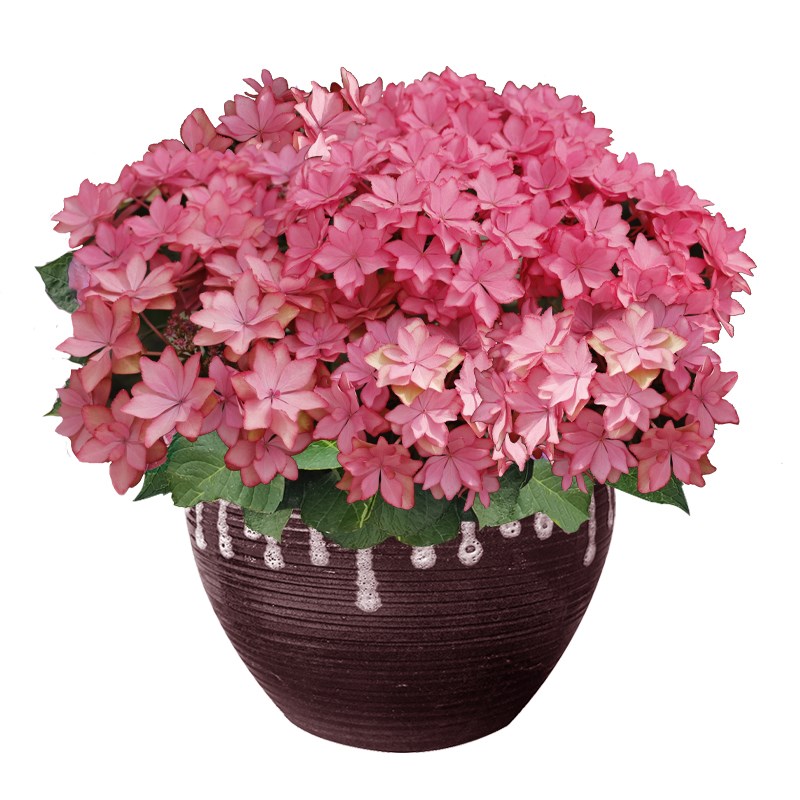 BP花卉绣球花斑斓星空盆栽大苗新老枝开花重瓣庭院阳台易养植物