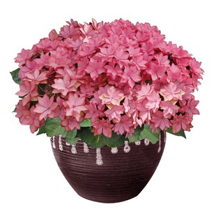 BP花卉绣球花斑斓星空盆栽大苗新老枝开花重瓣庭院阳台易养植物