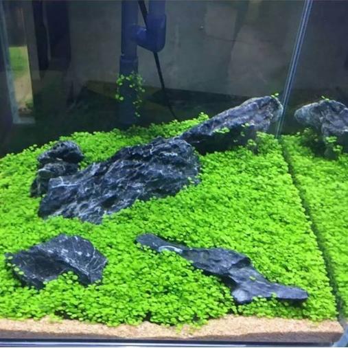 套餐牛毛叶g草鱼缸前景生态大造景珍珠对叶迷你水草草种