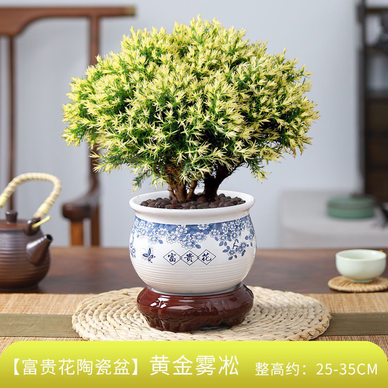 雾松盆栽黄金雾凇盆景四季常青植物客厅办公桌面绿植y室内花卉好