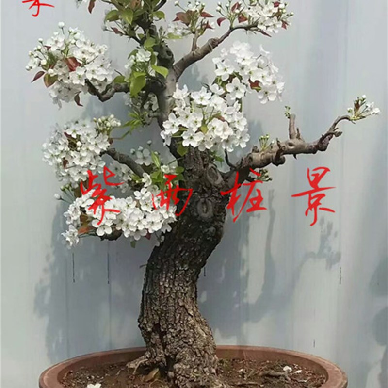 野生棠梨盆景熟桩稀有盆景植物室内树桩摆件疙瘩老树桩