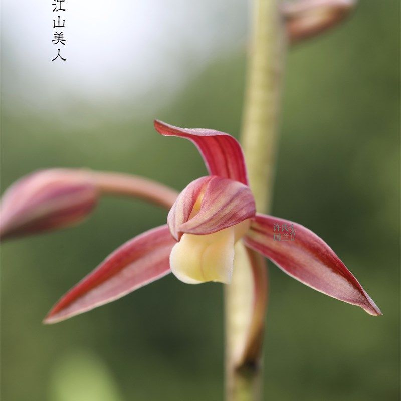 速发墨兰【江山美人】花期冬末春初 霸气报岁兰喜迎春节优选壮苗