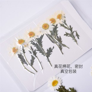 饰画材料 小清新带枝白晶菊干花天然雏菊真花DIY滴胶手机壳相框装