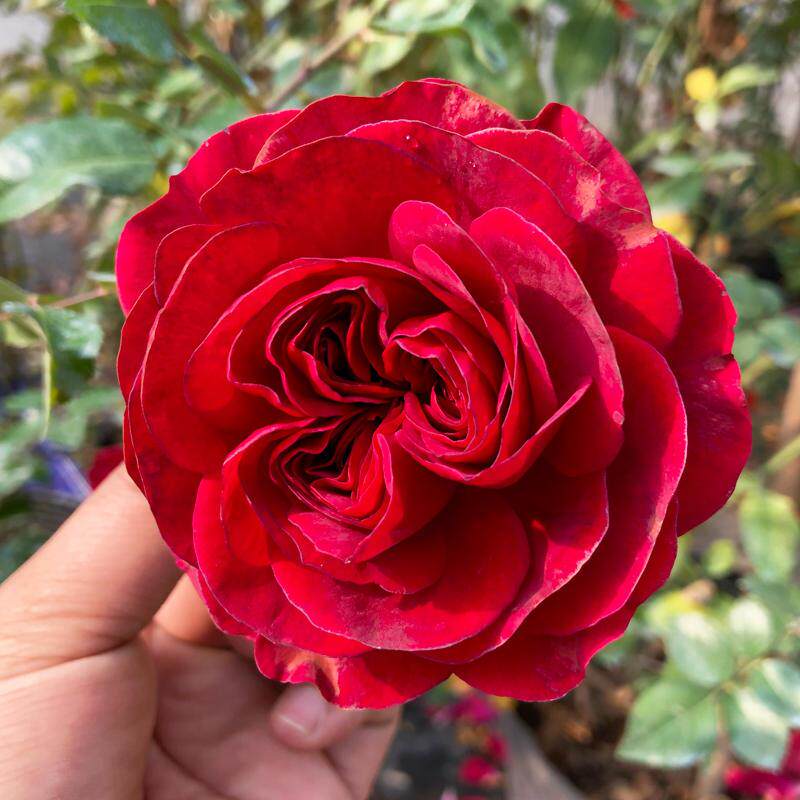 速发玫瑰国度天使爬藤月季大苗阳台多g季藤蔓爬墙花苗藤本母系庭