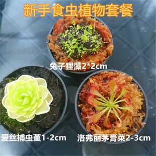 食虫植物新手套餐盆栽捕蝇草猪笼草瓶子草茅膏菜狸藻捕虫堇食人花