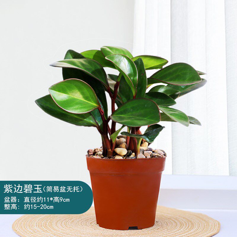 紫边碧玉植物电脑宝贝植物室内常绿盆栽办公室净化空气小绿植