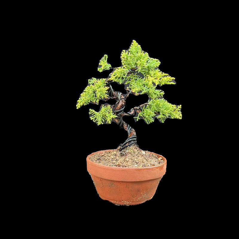 日本八房宫阪系鱼川黄金真柏四季常青黑松树盆栽一物一拍室外绿植